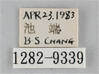 澄線尺蛾藏品圖，第3張