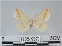 澄線尺蛾藏品圖，第1張