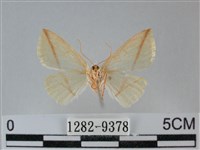 澄線尺蛾藏品圖，第2張