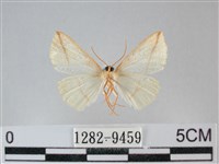 澄線尺蛾藏品圖，第2張