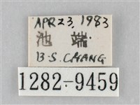 澄線尺蛾藏品圖，第3張