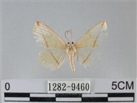 澄線尺蛾藏品圖，第1張