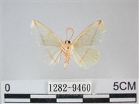 澄線尺蛾藏品圖，第2張