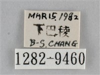 澄線尺蛾藏品圖，第3張