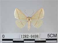 澄線尺蛾藏品圖，第1張