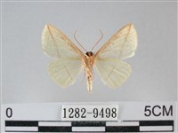 澄線尺蛾藏品圖，第2張