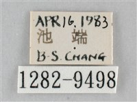 澄線尺蛾藏品圖，第3張