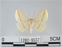 澄線尺蛾藏品圖，第1張