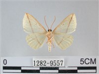 澄線尺蛾藏品圖，第2張