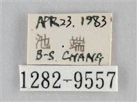 澄線尺蛾藏品圖，第3張