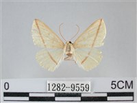 澄線尺蛾藏品圖，第1張