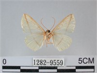 澄線尺蛾藏品圖，第2張