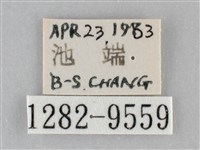 澄線尺蛾藏品圖，第3張