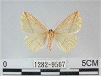 澄線尺蛾藏品圖，第2張