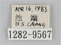 澄線尺蛾藏品圖，第3張