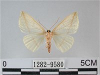 澄線尺蛾藏品圖，第2張