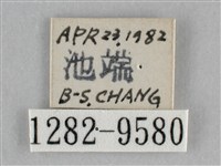 澄線尺蛾藏品圖，第3張