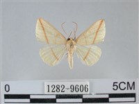 澄線尺蛾藏品圖，第1張