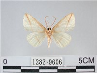 澄線尺蛾藏品圖，第2張