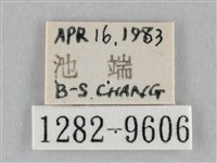 澄線尺蛾藏品圖，第3張