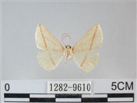 澄線尺蛾藏品圖，第1張