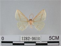 澄線尺蛾藏品圖，第2張