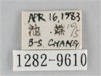 澄線尺蛾藏品圖，第3張