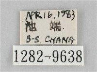 澄線尺蛾藏品圖，第3張