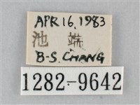 澄線尺蛾藏品圖，第3張