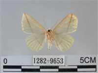 澄線尺蛾藏品圖，第2張