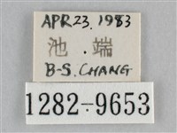 澄線尺蛾藏品圖，第3張