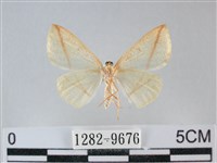 澄線尺蛾藏品圖，第2張