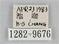 澄線尺蛾藏品圖，第3張