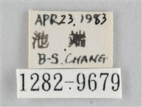 澄線尺蛾藏品圖，第3張