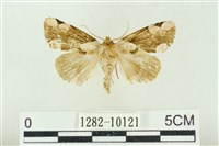 大斑波紋蛾藏品圖，第1張