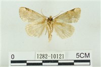 大斑波紋蛾藏品圖，第2張