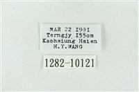 大斑波紋蛾藏品圖，第3張