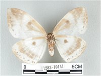 圓翅大鉤蛾藏品圖，第2張