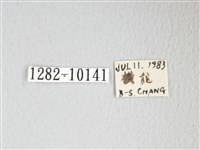 圓翅大鉤蛾藏品圖，第3張