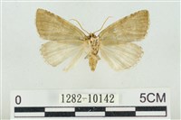 圍異波紋蛾藏品圖，第2張