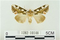 連珠波紋蛾藏品圖，第1張