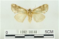 連珠波紋蛾藏品圖，第2張