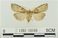 帶波紋蛾藏品圖，第1張