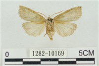 帶波紋蛾藏品圖，第2張