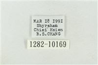 帶波紋蛾藏品圖，第3張