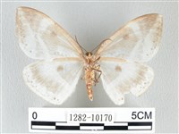 圓翅大鉤蛾藏品圖，第2張