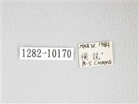 圓翅大鉤蛾藏品圖，第3張