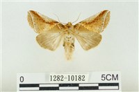 印華波紋蛾藏品圖，第1張