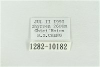 印華波紋蛾藏品圖，第3張