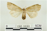 淡紅線波紋蛾藏品圖，第2張